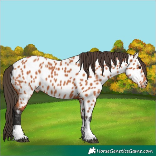 Horse Color:Bay Leopard