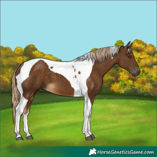 Horse Color:Chocolate Palomino Tobiano