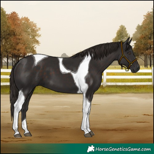 Horse Color:Liver Chestnut Tobiano