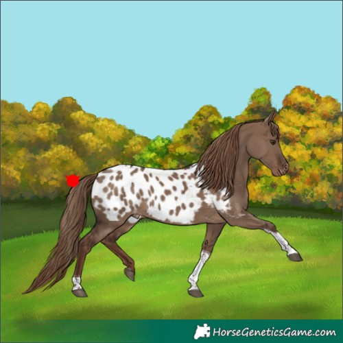 Horse Color:Liver Red Dun Tobiano Appaloosa