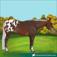 Horse Color:Silver Brown Tobiano Blanket