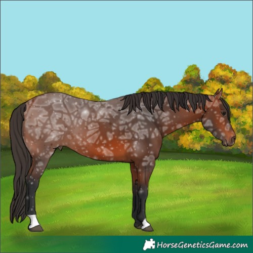 Horse Color:Bay Ice