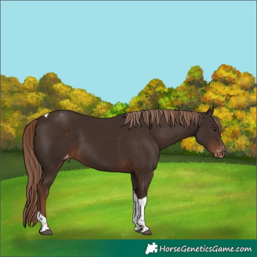 Horse Color:Liver Chestnut Tobiano Appaloosa