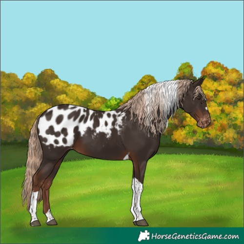 Horse Color:Liver Chestnut Tobiano Blanket