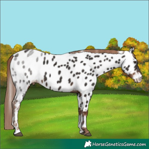 Horse Color:Liver Chestnut Tobiano Near Leopard