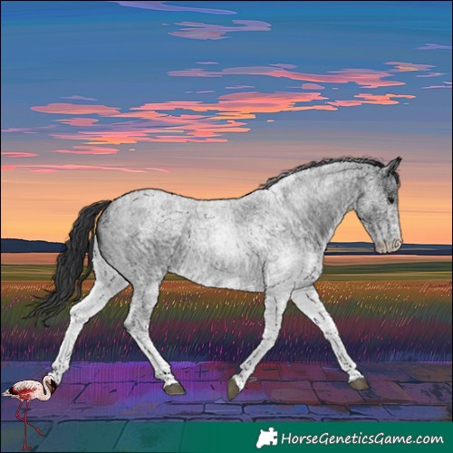 Horse Color:Unknown 