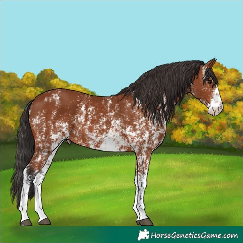 Horse Color:Bay Sabino Rabicano  and Bay Sabino Rabicano 