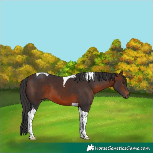 Horse Color:Brown Tobiano