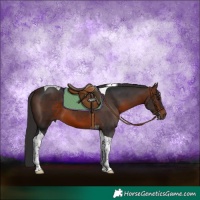 Horse Color:Brown Tobiano 
