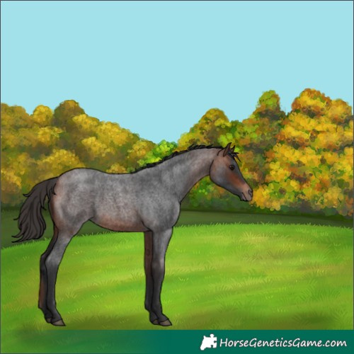Horse Color:Bay Roan 
