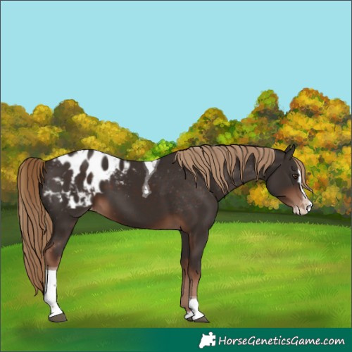 Horse Color:Liver Chestnut Splash Tobiano Appaloosa