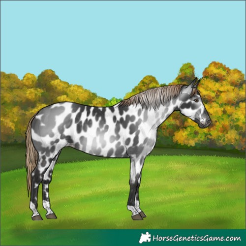 Horse Color:Gray Liver Chestnut Tobiano Near Leopard 