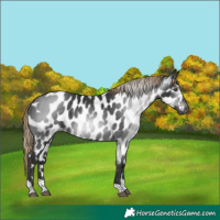 Horse Color:Gray Liver Chestnut Tobiano Near Leopard