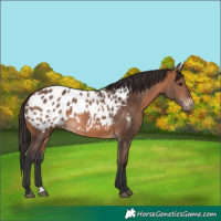 Horse Color:Bay Blanket