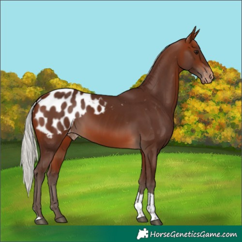 Horse Color:Silver Bay Tobiano Appaloosa