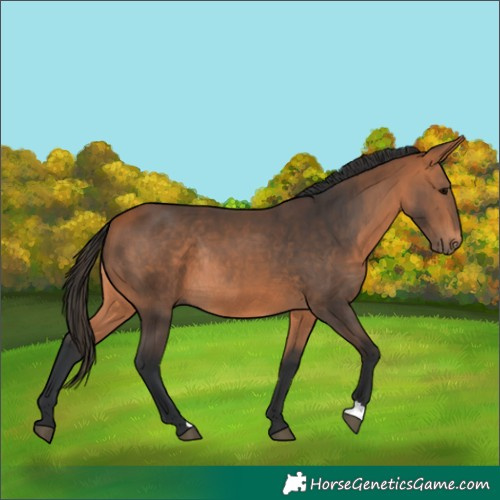 Horse Color:Bay Rabicano