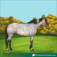 Horse Color:White Spotted Bay Roan Varnish Rabicano