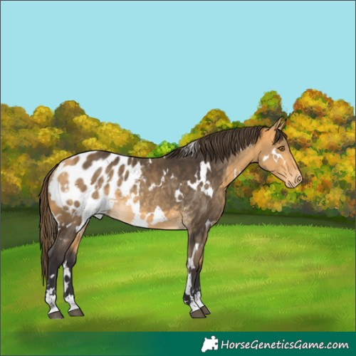 Horse Color:White Spotted Buckskin Appaloosa Rabicano