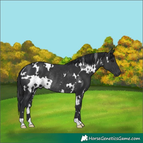 Horse Color:White Spotted Black Rabicano 