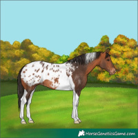 Horse Color:Bay Tobiano Blanket 