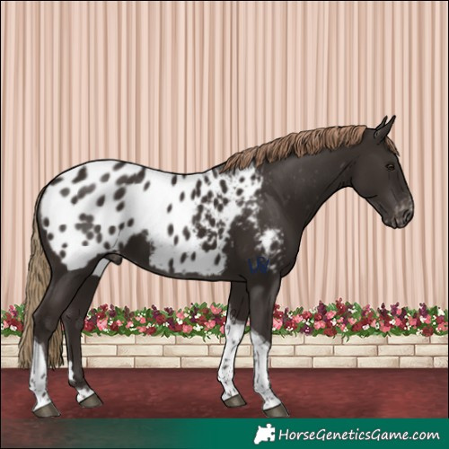 Horse Color:Liver Chestnut Tobiano Appaloosa 