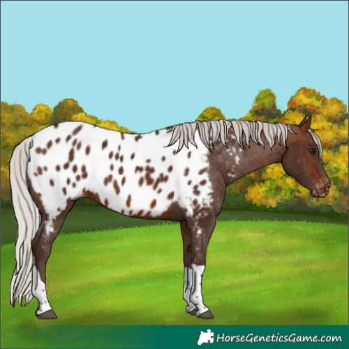 Horse Color:Silver Brown Tobiano Appaloosa