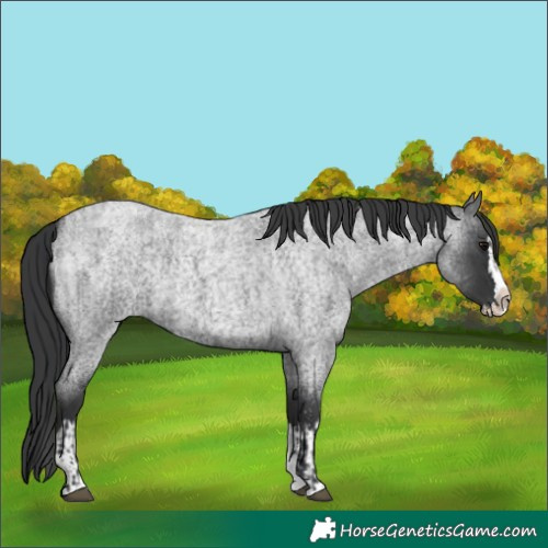 Horse Color:Blue Roan Sabino Splash  and Blue Roan Sabino Splash 