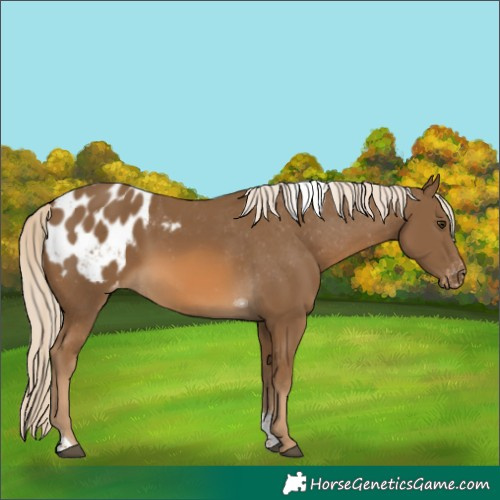 Horse Color:Chocolate Palomino Tobiano Blanket