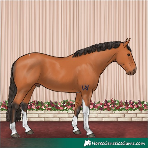 Horse Color:Bay Tobiano