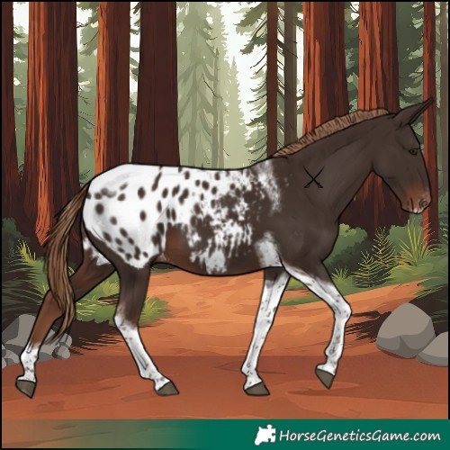 Horse Color:Liver Chestnut Tobiano Frame Blanket