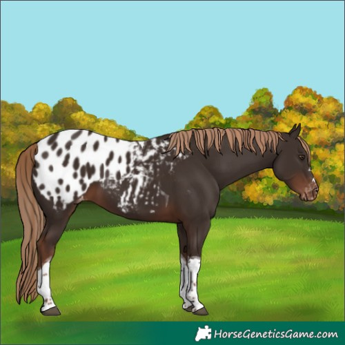 Horse Color:Liver Chestnut Tobiano Blanket