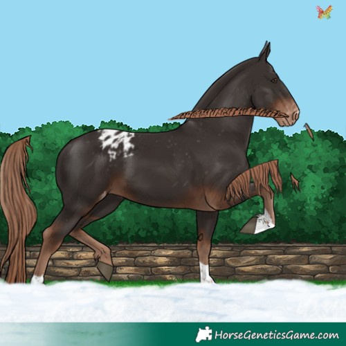 Horse Color:Liver Chestnut Tobiano Appaloosa