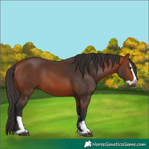 Horse Color:Bay Rabicano and Bay Splash Rabicano