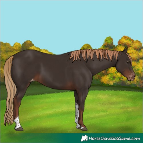 Horse Color:Liver Chestnut Tobiano Appaloosa 