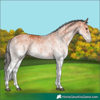 Horse Color:White Spotted Bay Splash and White Spotted Bay Splash