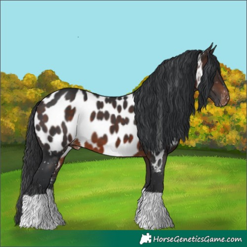 Horse Color:Brown Appaloosa 