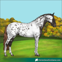 Horse Color:Liver Chestnut Tobiano Appaloosa 