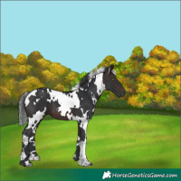 Horse Color:White Spotted Brown