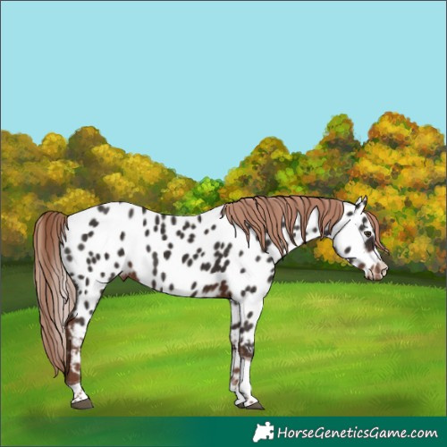 Horse Color:Liver Chestnut Tobiano Appaloosa