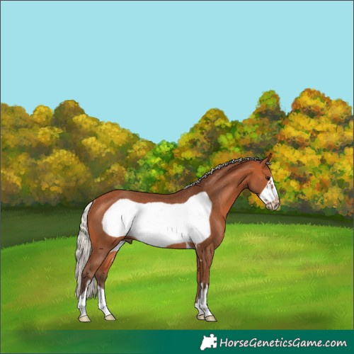 Horse Color:Silver Bay Frame Rabicano
