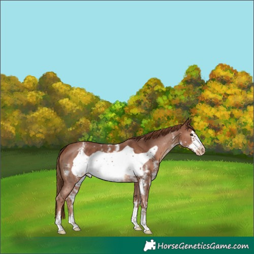 Horse Color:Chestnut Sabino Frame Snowcap 