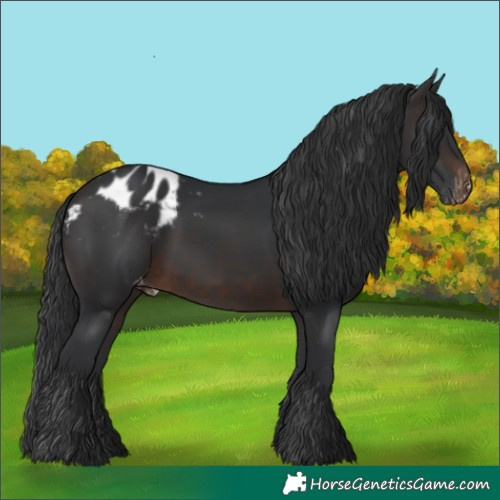 Horse Color:Brown Appaloosa 