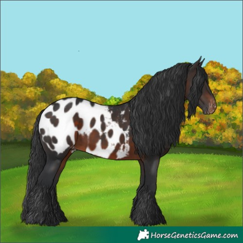 Horse Color:Brown Near Leopard