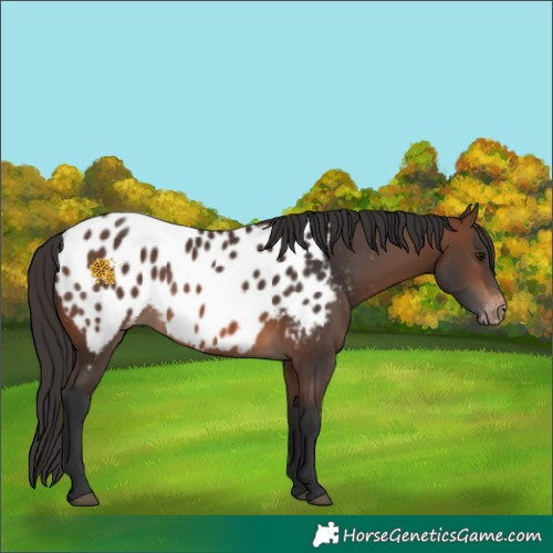 Horse Color:Brown Blanket