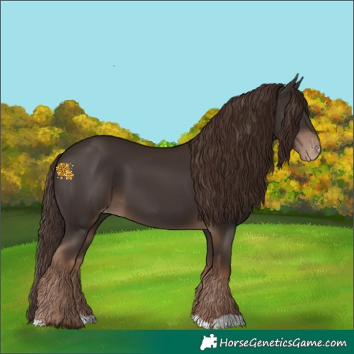 Horse Color:Liver Chestnut Skewed Appaloosa 