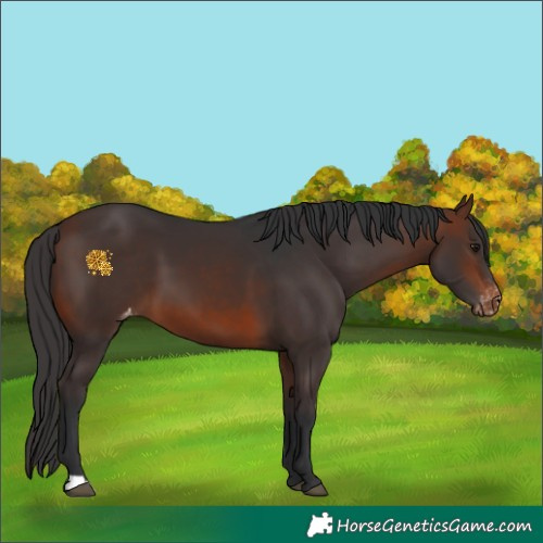 Horse Color:Brown Skewed Appaloosa