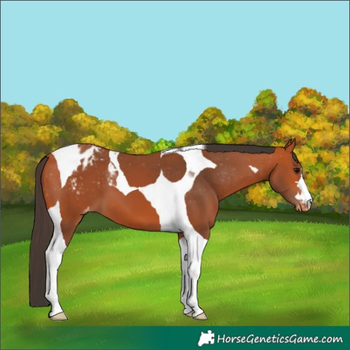Horse Color:Bay Tobiano Varnish 