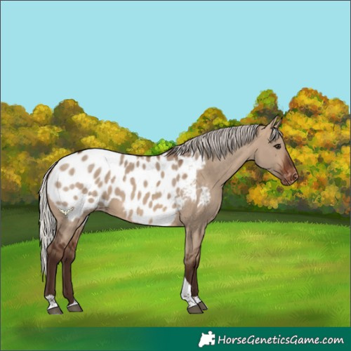 Horse Color:Silver Brown Dun Tobiano Appaloosa 