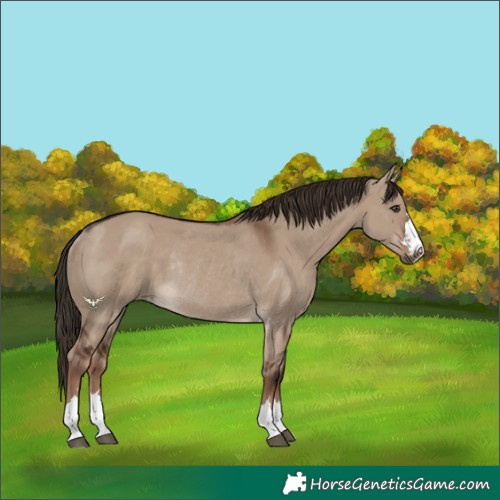 Horse Color:Liver Red Dun Rabicano