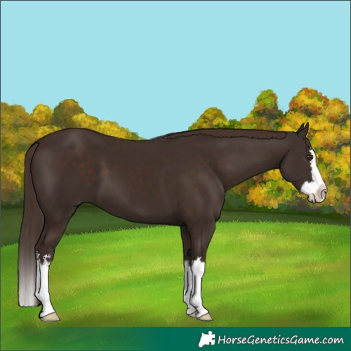 Horse Color:White Spotted Liver Chestnut Splash 